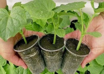 Коли і як садити огірки на розсаду у 2023 році: терміни та поради