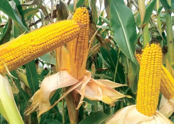 На Тернопільщині на 3400 грн оштрафували пенсіонера за 478 качанів кукурудзи