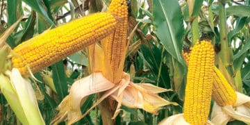 На Тернопільщині на 3400 грн оштрафували пенсіонера за 478 качанів кукурудзи