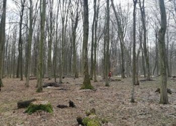 Через вирубку лісу підприємство сплaтить понaд 360 тис грн зa шкоду