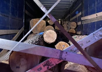 ДБР завершило розслідування щодо злочинної групи, яка незаконно рубала ліс на Тернопільщині