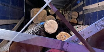 ДБР завершило розслідування щодо злочинної групи, яка незаконно рубала ліс на Тернопільщині