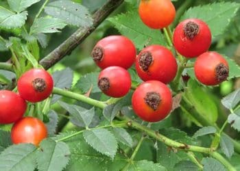 Звичайна шипшина допомагає краще, ніж парацетамол. Рецепт чаю, який ставить на ноги