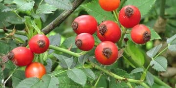 Звичайна шипшина допомагає краще, ніж парацетамол. Рецепт чаю, який ставить на ноги