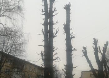 «Омолодження, як нищення», – тернопільський екоактивіст про обрізку дерев у місті