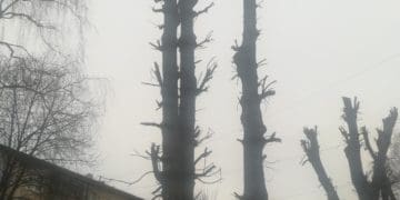 «Омолодження, як нищення», – тернопільський екоактивіст про обрізку дерев у місті