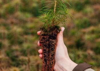 На Тернопільщині створять 332 гектари лісу