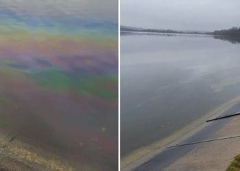 Забруднення Тернопільського ставу: Держекоінспекція прокоментувала результати досліджень