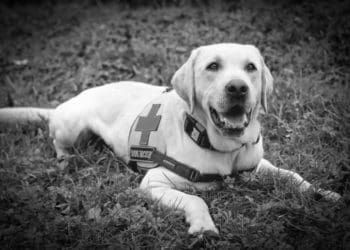 Помер тернопільський пес-рятувальник Бім