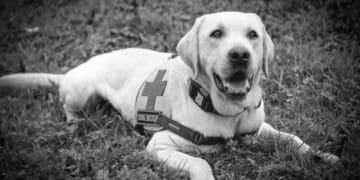 Помер тернопільський пес-рятувальник Бім