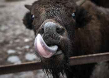 Торік у столичному зоопарку народилося 300 нових мешканців