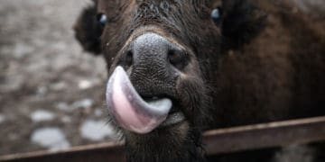 Торік у столичному зоопарку народилося 300 нових мешканців