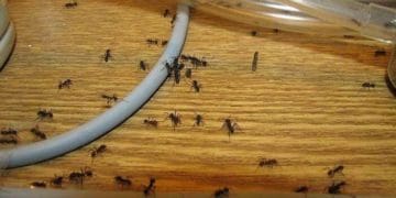 Як позбутися мурах в будинку