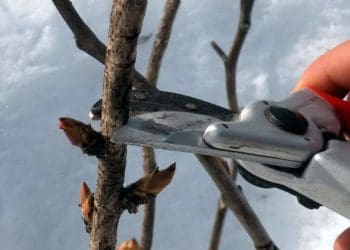 Смородина, малина, аґрус: як правильно обрізати ягідні кущі взимку і навесні