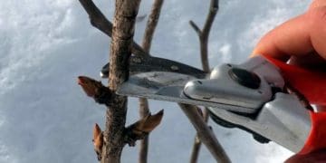Смородина, малина, аґрус: як правильно обрізати ягідні кущі взимку і навесні