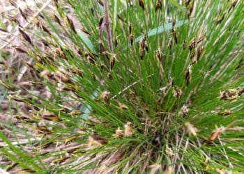 На Тернопільщині збереглося рідкісне карбонатне болото, де ростуть дивні орхідеї та інші релікти