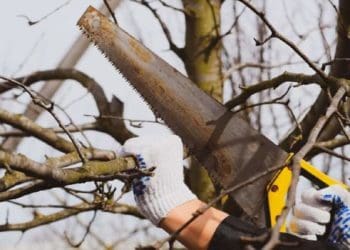 Якого догляду потребують плодові дерева навесні: детальний перелік