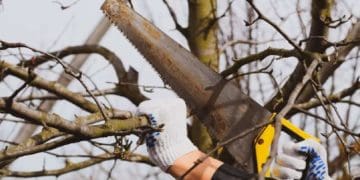 Якого догляду потребують плодові дерева навесні: детальний перелік