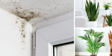 Подолати конденсат і плісняву в будинку допоможуть чотири рослини
