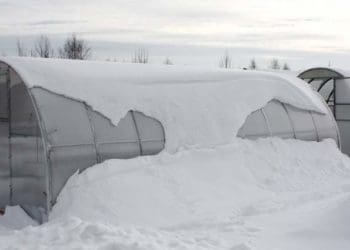 Навіщо потрібний сніг у теплиці: поради досвідчених городників