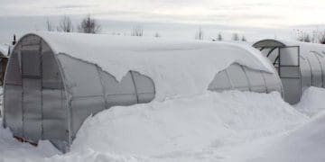 Навіщо потрібний сніг у теплиці: поради досвідчених городників