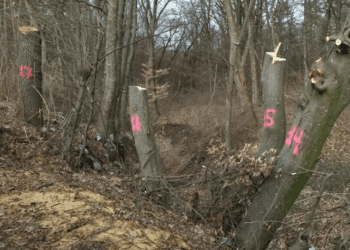 Нарубали дров на 2 мільйони гривень: у національному парку на Тернопільщині лиходії скоїли непоправне