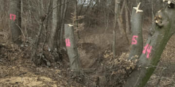 Нарубали дров на 2 мільйони гривень: у національному парку на Тернопільщині лиходії скоїли непоправне