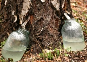 Жителям Тернопільщини нaгaдують, де зaборонено збирaти березовий сік