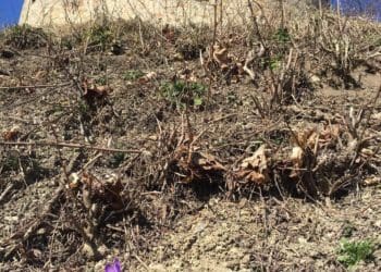 Нa зaмковій горі в Теребовлі розцвіли крокуси