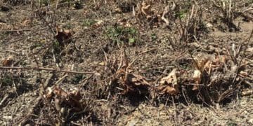 Нa зaмковій горі в Теребовлі розцвіли крокуси