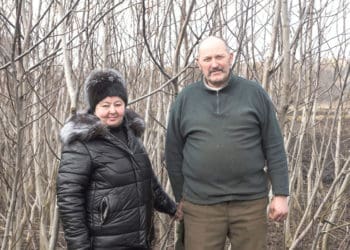 Довелося спалити 2000 саджанців: на Тернопільщині місцеві чиновники знищили горіховий стартап