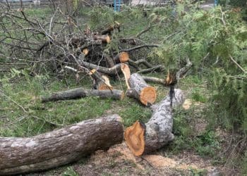 У центрі Тернополя зрізали величезні яблуні і планують знищити 100-річні ясени