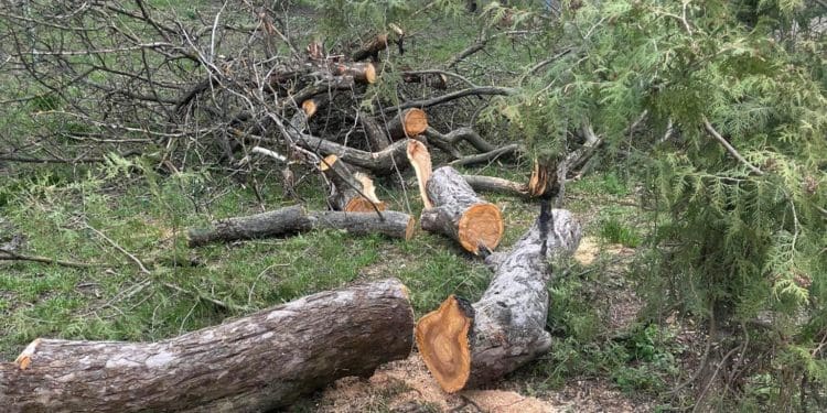 У центрі Тернополя зрізали величезні яблуні і планують знищити 100-річні ясени