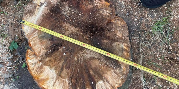 У центрі Тернополя зрізали величезні яблуні і планують знищити 100-річні ясени