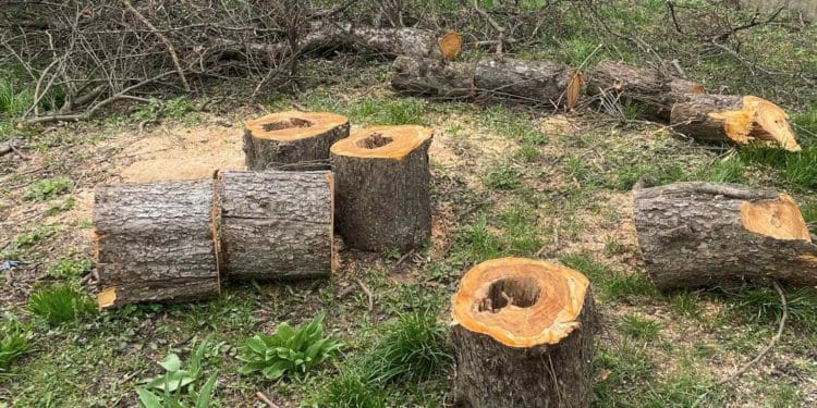 У центрі Тернополя зрізали величезні яблуні і планують знищити 100-річні ясени