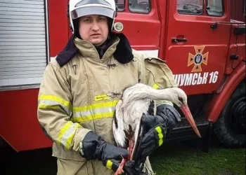 На Тернопільщині рятувальники врятували лелеку, який потрапив у пастку