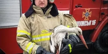 На Тернопільщині рятувальники врятували лелеку, який потрапив у пастку