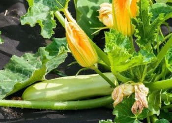 Урожай на місяць раніше: коли та як садити кабачки на розсаду у 2023 році