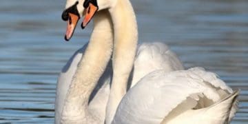 На Тернопільщину повертаються лебеді з вирію