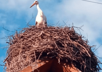 Прилетів перший лелека до господарів села Лапшин на Бережанщині