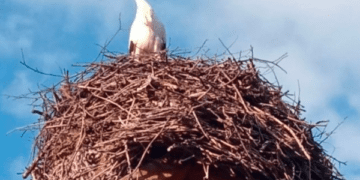 Прилетів перший лелека до господарів села Лапшин на Бережанщині