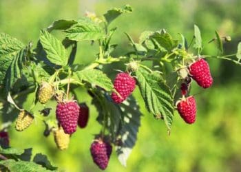 Чим підживити малину навесні для рясного плодоношення: рекомендації