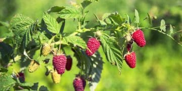 Чим підживити малину навесні для рясного плодоношення: рекомендації