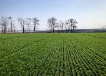 У «Контінентал» розпочалися весняні польові роботи