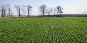 У «Контінентал» розпочалися весняні польові роботи