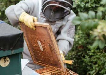 Як завести пасіку: стартові поради для початківців