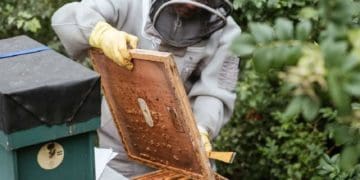 Як завести пасіку: стартові поради для початківців