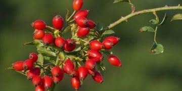 Господарство з Тернопільщини культивуватиме смородину та шипшину