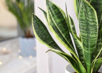 Тещин язик, або сансев’єрія: як правильно доглядати