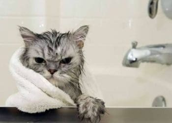 Чому не має гарячої води у Тернополі